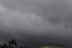 Calyptorhynchus banksii