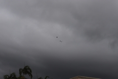 Calyptorhynchus banksii