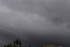 Calyptorhynchus banksii