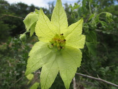 Dalechampia capensis