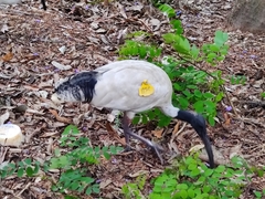 Threskiornis molucca molucca