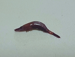 Tuleariocaris holthuisi