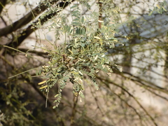 Prosopis velutina