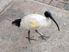 Threskiornis molucca molucca