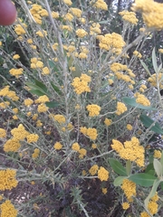 Helichrysum cymosum