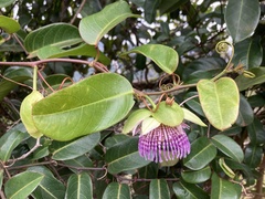 Passiflora laurifolia