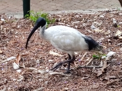 Threskiornis molucca molucca