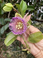 Passiflora laurifolia