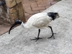 Threskiornis molucca molucca
