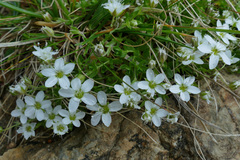 Arenaria ciliata