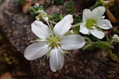 Arenaria ciliata