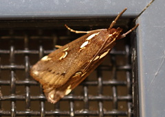 Perimeceta niphotypa