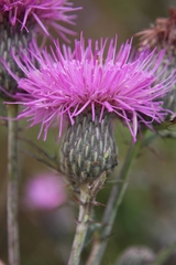 Cirsium muticum