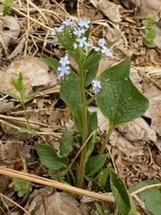 Brunnera sibirica