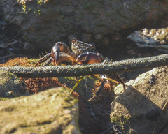 Pachygrapsus