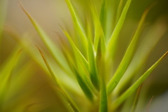 Polytrichum subpilosum