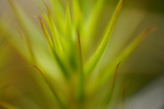 Polytrichum subpilosum