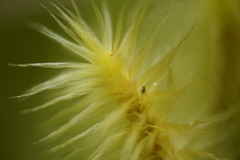 Polytrichum subpilosum