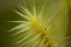 Polytrichum subpilosum