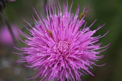 Cirsium muticum