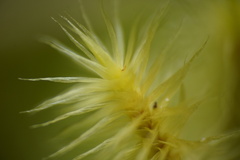Polytrichum subpilosum