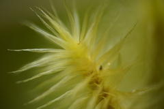 Polytrichum subpilosum