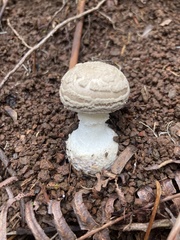 Amanita marmorata