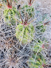 Echinocereus enneacanthus enneacanthus