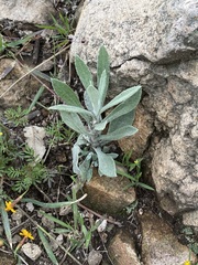 Pseudognaphalium canescens