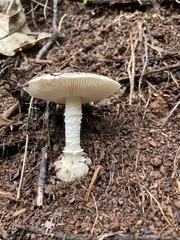 Amanita marmorata