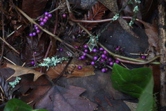 Callicarpa dichotoma
