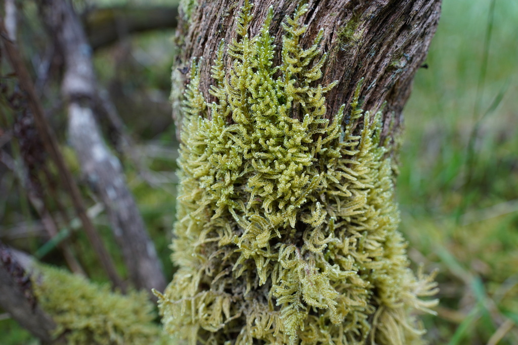 Hypnum macrogynum