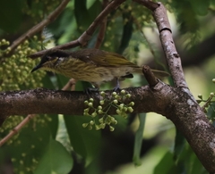Gavicalis versicolor