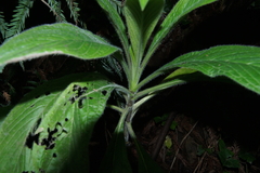 Echium pininana