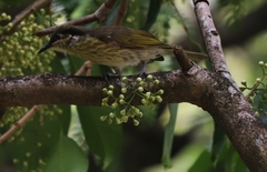 Gavicalis versicolor