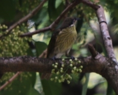 Gavicalis versicolor
