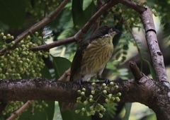 Gavicalis versicolor