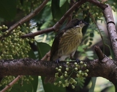 Gavicalis versicolor