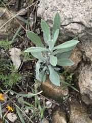 Pseudognaphalium canescens