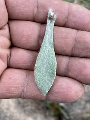 Pseudognaphalium canescens