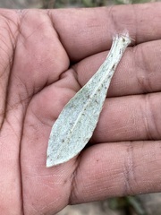 Pseudognaphalium canescens