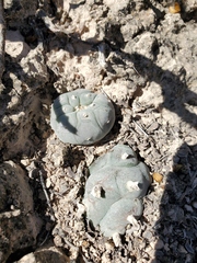 Lophophora williamsii