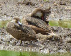 Anas bahamensis galapagensis