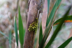 Nastus borbonicus image