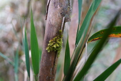 Nastus borbonicus image