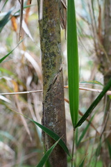 Nastus borbonicus image