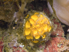 Cinachyra