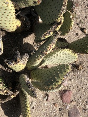 Opuntia basilaris brachyclada