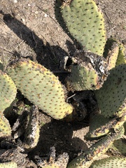 Opuntia basilaris brachyclada