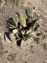 Opuntia basilaris brachyclada
